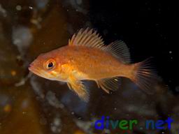 Juvenile Sebastes atrovirens (Kelp Rockfish)