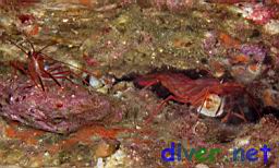 Lysmata Californica (Red Rock Shrimp)