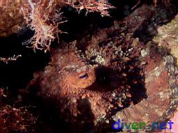 Octopus bimaculatus (Verrill's Two Spot Octopus)