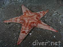 Channeled Star (Tethyaster canaliculatus)
