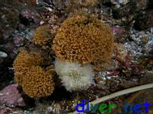 Diaperoecia californica (Southern Staghorn Bryozoan) an unknown sponge
