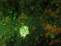 Hedgehog hydroid florescence photograph (Hydractinia milleri)