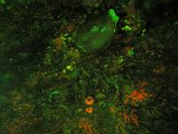 Chesnut Cowry florescence photograph (Cypraea spadicea)