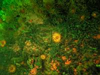 Orange Cup Coral (Balanophyllia) florescence Photograph