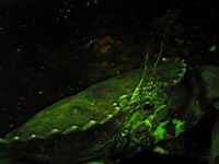 Brown Rock Crab florescence photograph (Cancer antennarius)