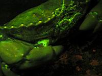 Brown Rock Crab florescence photograph (Cancer antennarius)