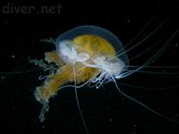 Fried Egg Jellyfish (Phacellophora camtschatica)