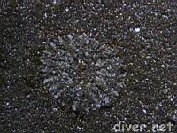 Sand Anemone (Phyllactis sp.)