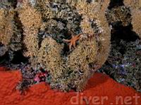 A Sea Star (Henricia sanguinolenta) on Thalamoporella californica above Orange Sponge (Cyamon argon)