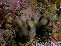 Light Bulb Tunicate (Clavelina huntsmani)