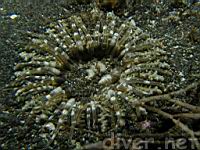 Sand Anemone (Phyllactis sp.)