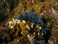 Cobalt Sponge (Hymenamphiastra cyanocrypta)