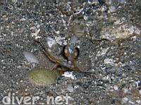 Mantis Shrimp (Hemisquilla ensigera californiensis)
