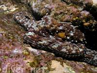 Two Spot Octopus (Octopus bimaculatus; Octopus bimaculoides)