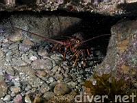 California Spiny Lobster (Panulirus interruptus)