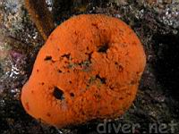 Big Orange Sponge