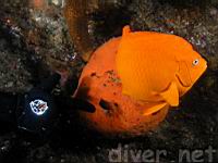 Garabaldi (Hypsypops rubicundus) in front of the Big Orange Sponge