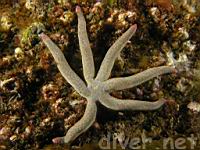 Fragile Star (Linckia columbiae)