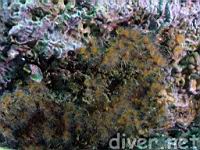 Cup Corals (Astrangia lajollaensis)
