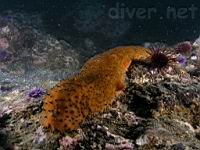 Warty Sea Cucumber (Parastichopus parvimensis)