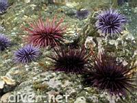 Rea Sea Urchins (Strongylocentrotus franciscanus), Purple Sea Urchins (Strongylocentrotus purpuratus), & Crowned Sea Urchins (Centrostephanus coronatus)