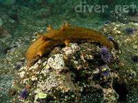 Warty Sea Cucumber (Parastichopus parvimensis)