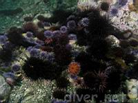 Rea Sea Urchins (Strongylocentrotus franciscanus), Purple Sea Urchins (Strongylocentrotus purpuratus), & Crowned Sea Urchins (Centrostephanus coronatus)