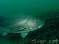 Giant Black Sea Bass (Stereolepis gigas)