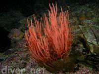 Red Gorgonian (Lophogorgia chilensis)