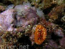 Vancouver Phoronid (Phoronis vancouverensis) & Orange Cip Coral (Balanophyllia elegans)