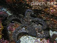 Octopus bimaculatus (Twp-Spot Octopus)