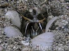 Hemisquilla ensigera californiensis (Mantis Shrimp)
