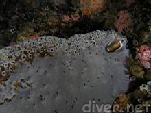 Cypraea spadicea (Chestnut Cowry) on Spheciospongia confoederata (Gray Moon Sponge)