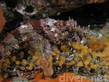 Artedius corallinus (Coralline Sculpin), ,Pycnoclavella stanleyi (Social Tunicate), and Balanophyllia elegans (Orange Cup Coral)