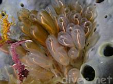 Clavelina huntsmani (Light Bulb Tunicate) on Spheciospongia confoederata (Gray Moon Sponge)