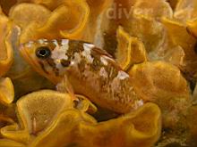 A small Sebastes carnatus (Gopher Rockfish) sitting on Hippodiplosia insculpta (fluted bryozoan)