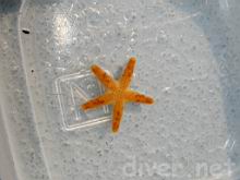 A small sea star collected at Wilson Rock