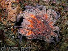 Pycnopodia helianthoides (Sunflower Sea Star) next to Trididemnum alexi (Speckled Compound Tunicate)