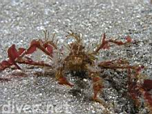 Podochela hemphilli (Hemphill's Kelp Crab)