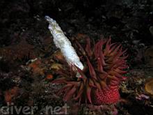 Urticina lofotensis (White-Spotted Rose Anemone) eating a sea cucumber