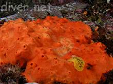 Peltodoris nobilis eating Acarnus erithacus (Red Volcano Sponge)