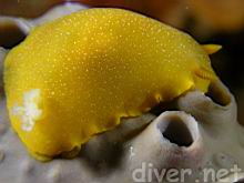 Doriopsilla albopunctata eating Spheciospongia confoederata (Gray Moon Sponge) oscula