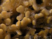 Diaperoecia californica (Southern Staghorn Bryozoan)