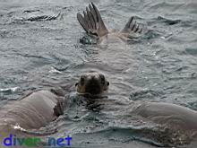 Juvenile Zalophus californianus (California Sea Lion)