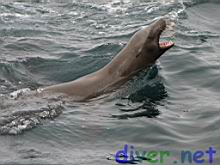 Juvenile Zalophus californianus (California Sea Lion)