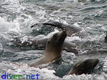 Juvenile Zalophus californianus (California Sea Lion)