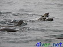 Juvenile Zalophus californianus (California Sea Lion)