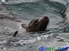 Juvenile Zalophus californianus (California Sea Lion)