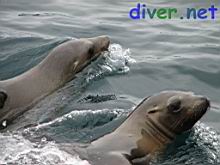 Juvenile Zalophus californianus (California Sea Lion)