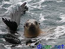 Juvenile Zalophus californianus (California Sea Lion)